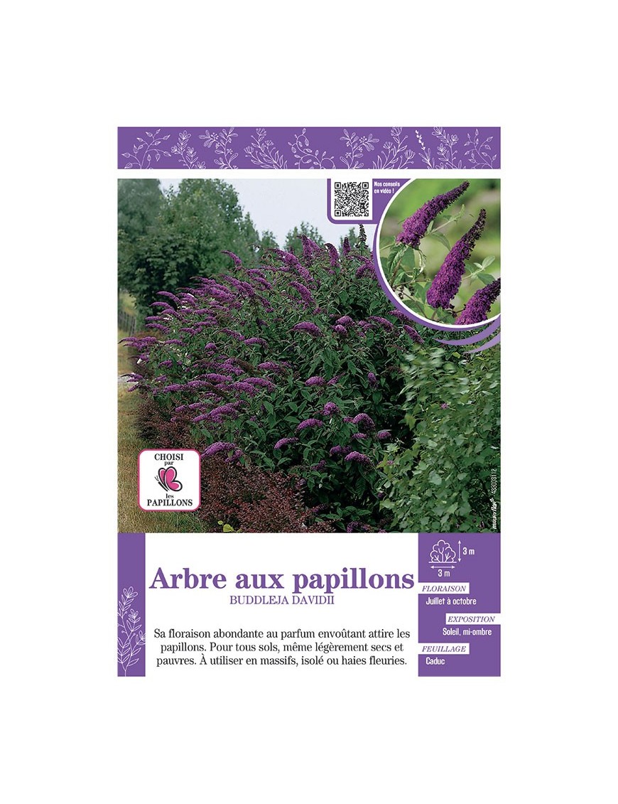 BUDDLEJA DAVIDII (violet foncé) voir ARBRE AUX PAPILLONS