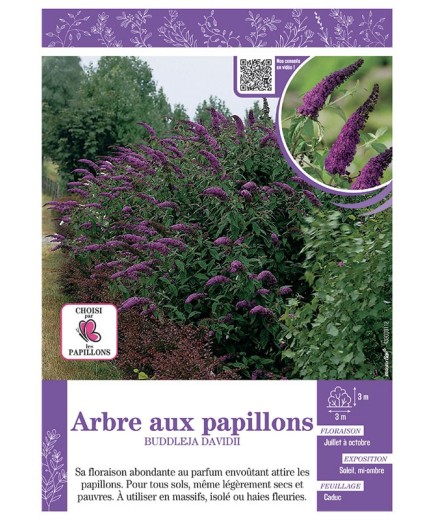 BUDDLEJA DAVIDII (violet foncé) voir ARBRE AUX PAPILLONS