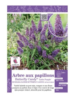 BUDDLEJA DAVIDII BUTTERFLY CANDY® Little Purple voir ARBRE AUX PAPILLONS