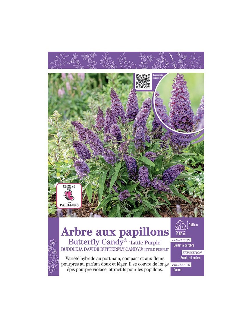 BUDDLEJA DAVIDII BUTTERFLY CANDY® Little Purple voir ARBRE AUX PAPILLONS