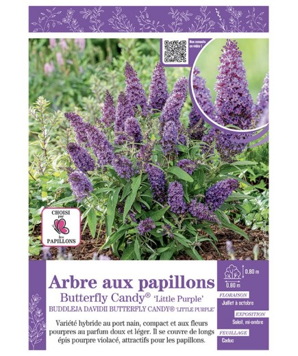 BUDDLEJA DAVIDII BUTTERFLY CANDY® Little Purple voir ARBRE AUX PAPILLONS