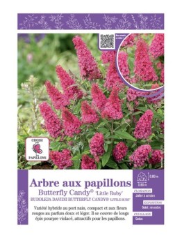 BUDDLEJA DAVIDII BUTTERFLY CANDY® Little Ruby voir ARBRE AUX PAPILLONS