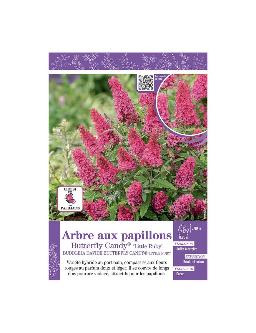BUDDLEJA DAVIDII BUTTERFLY CANDY® Little Ruby voir ARBRE AUX PAPILLONS
