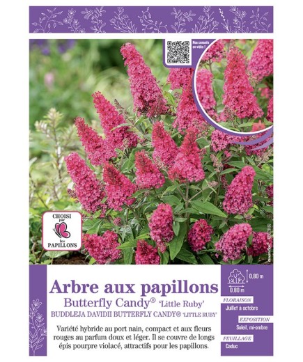 BUDDLEJA DAVIDII BUTTERFLY CANDY® Little Ruby voir ARBRE AUX PAPILLONS
