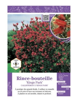 CALLISTEMON X KINGS PARK voir RINCE-BOUTEILLE
