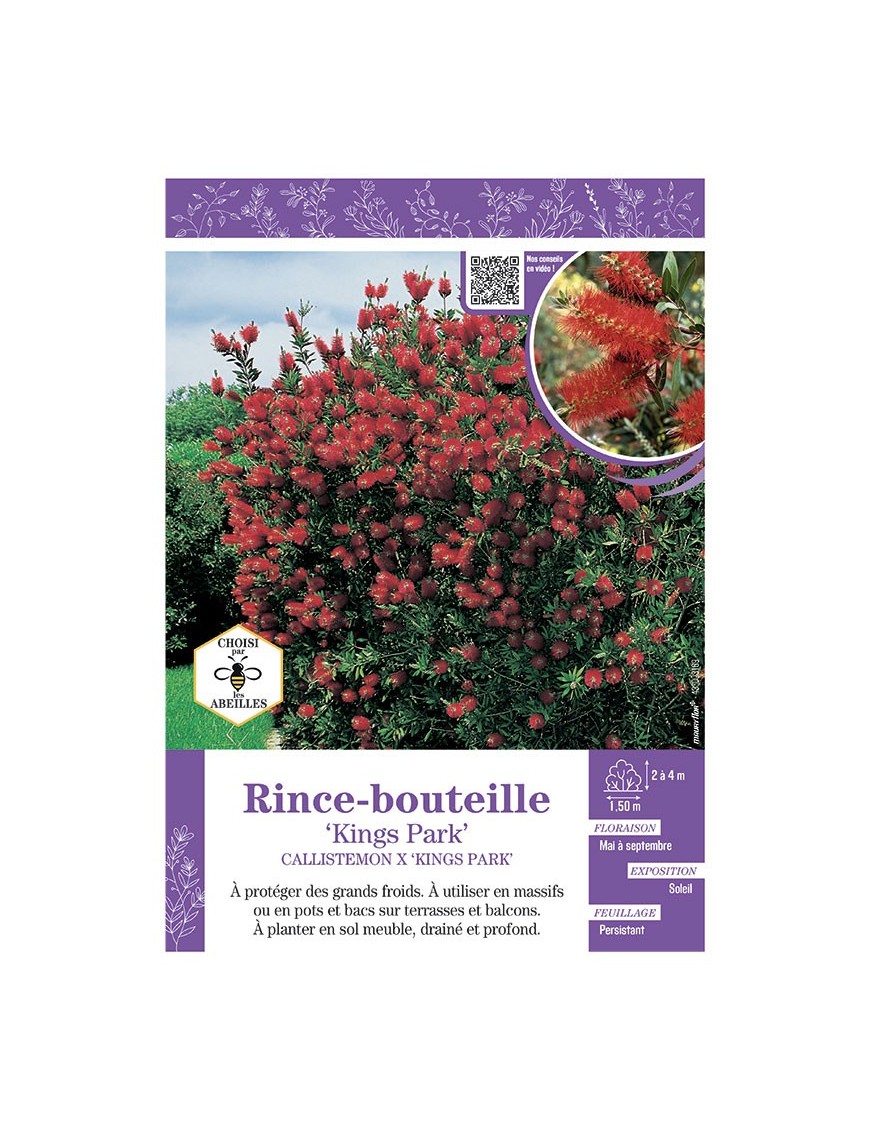 CALLISTEMON X KINGS PARK voir RINCE-BOUTEILLE