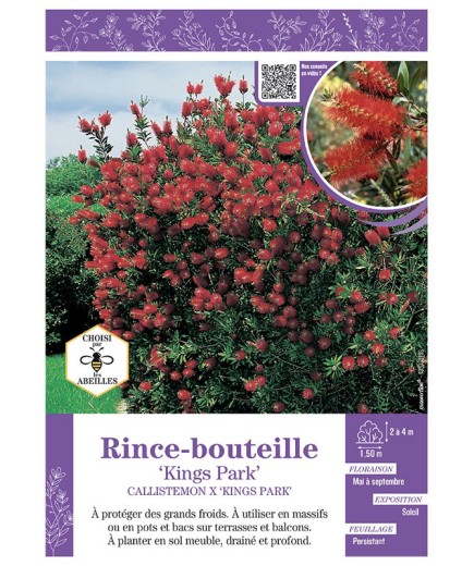 CALLISTEMON X KINGS PARK voir RINCE-BOUTEILLE