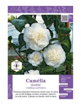 CAMELLIA JAPONICA DOUBLE (blanc) voir CAMÉLIA