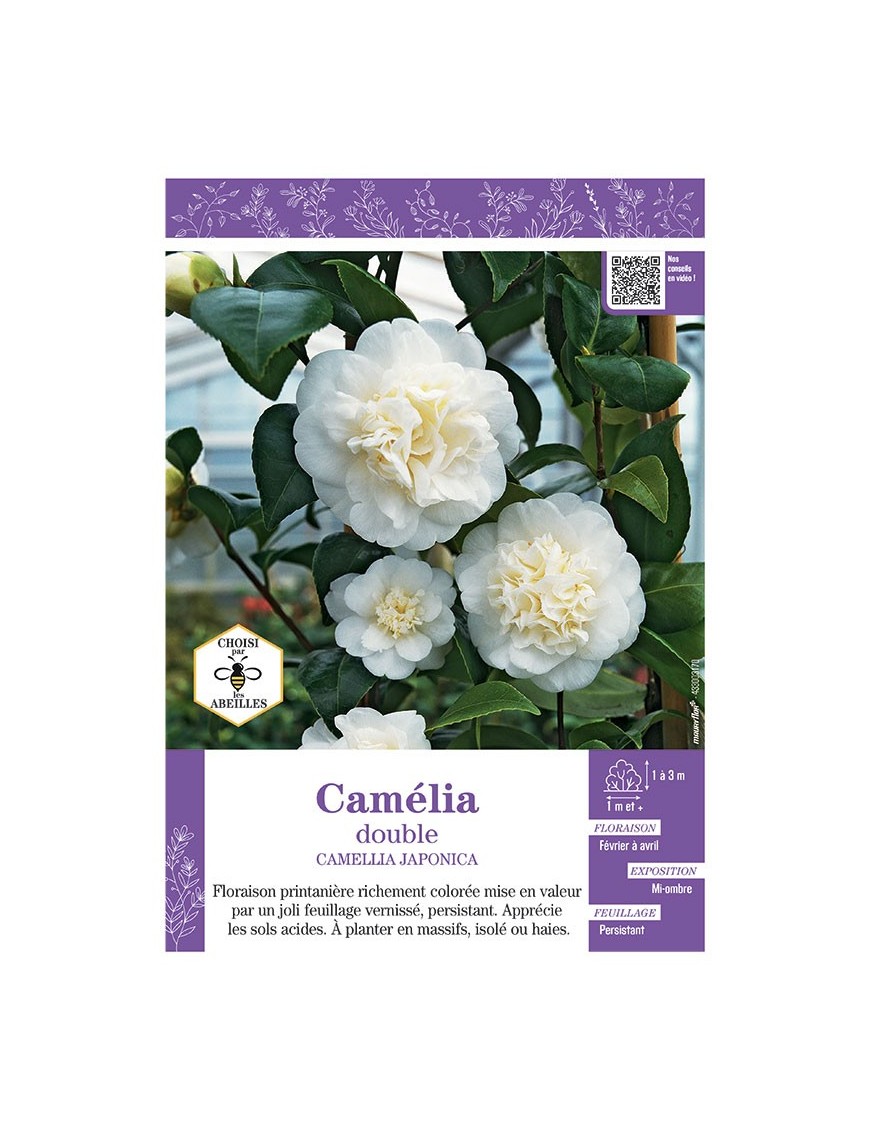 CAMELLIA JAPONICA DOUBLE (blanc) voir CAMÉLIA
