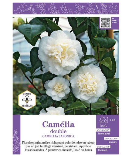 CAMELLIA JAPONICA DOUBLE (blanc) voir CAMÉLIA