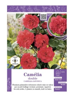 CAMELLIA JAPONICA DOUBLE (rouge) voir CAMÉLIA