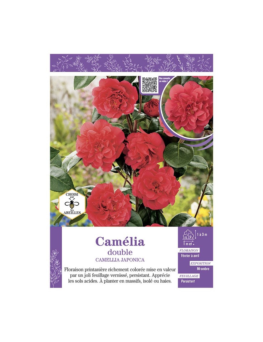 CAMELLIA JAPONICA DOUBLE (rouge) voir CAMÉLIA