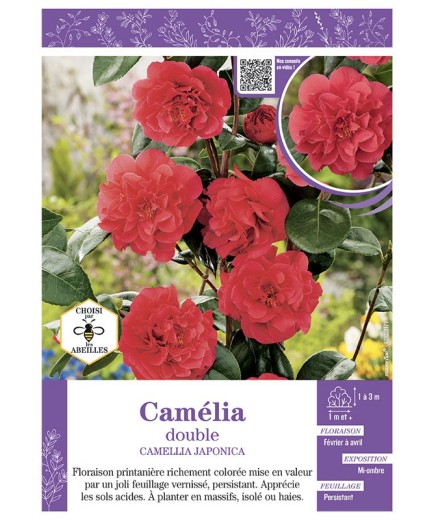 CAMELLIA JAPONICA DOUBLE (rouge) voir CAMÉLIA