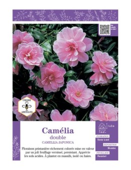 CAMELLIA JAPONICA DOUBLE (rose vif) voir CAMÉLIA
