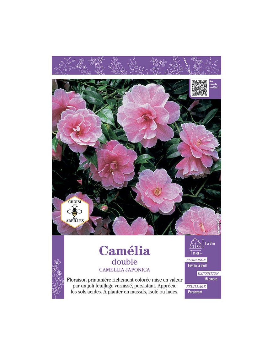 CAMELLIA JAPONICA DOUBLE (rose vif) voir CAMÉLIA