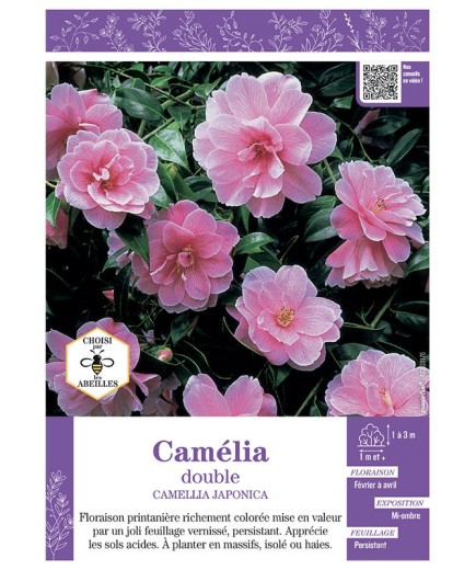 CAMELLIA JAPONICA DOUBLE (rose vif) voir CAMÉLIA