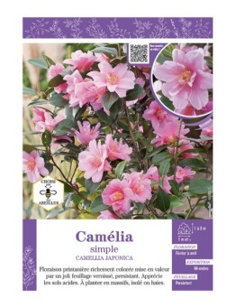 CAMELLIA JAPONICA SIMPLE (rose) voir CAMÉLIA