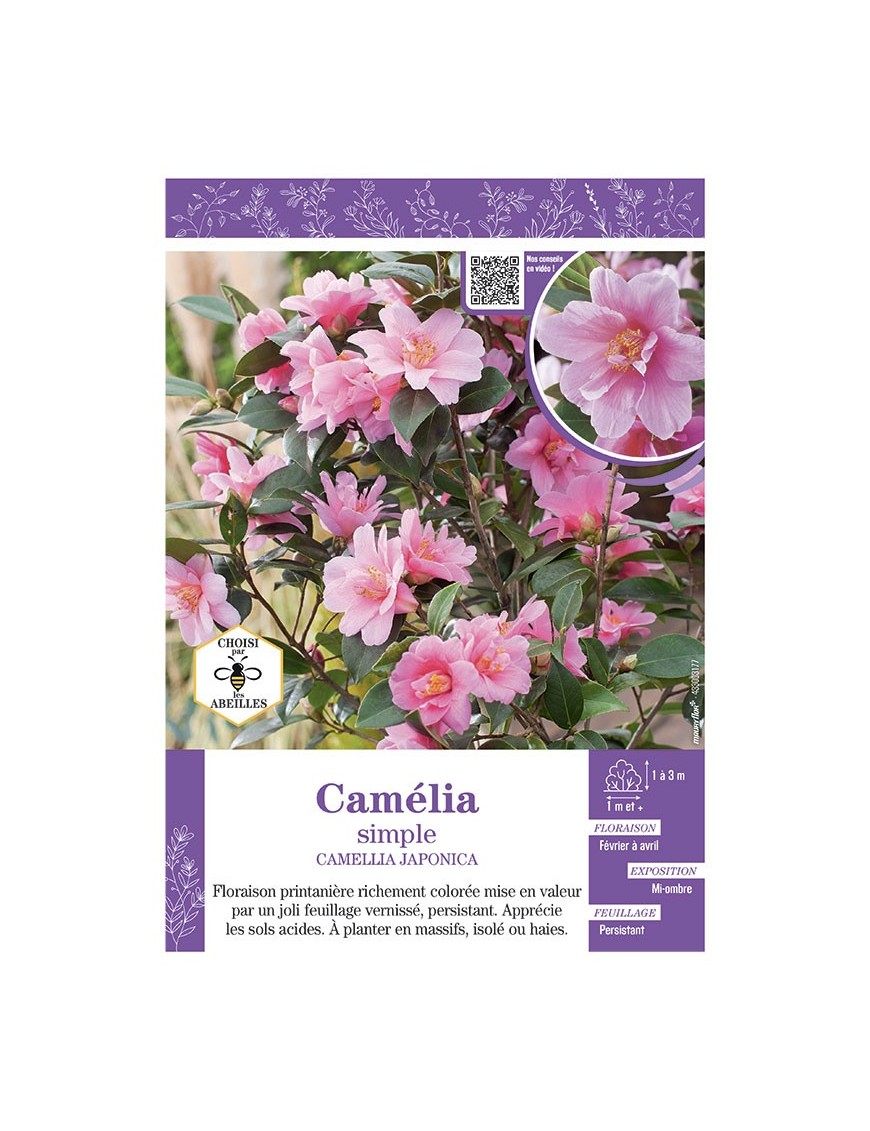 CAMELLIA JAPONICA SIMPLE (rose) voir CAMÉLIA