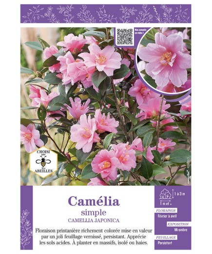 CAMELLIA JAPONICA SIMPLE (rose) voir CAMÉLIA