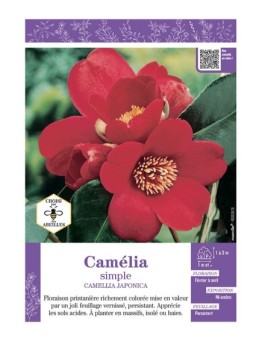 CAMELLIA JAPONICA SIMPLE (rouge) voir CAMÉLIA