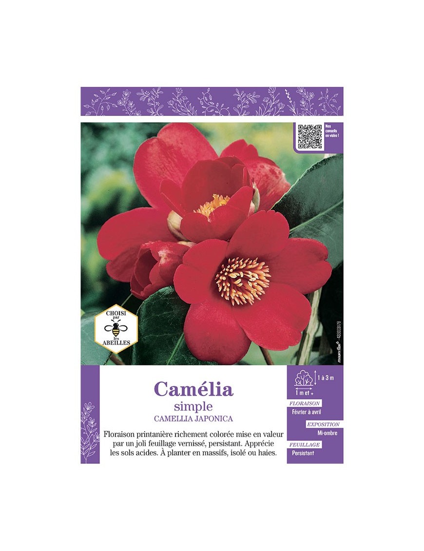 CAMELLIA JAPONICA SIMPLE (rouge) voir CAMÉLIA