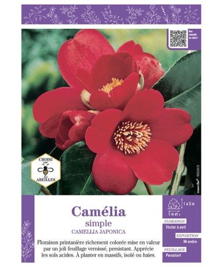 CAMELLIA JAPONICA SIMPLE (rouge) voir CAMÉLIA