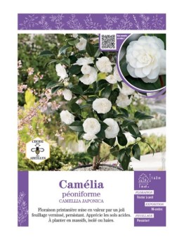 CAMELLIA JAPONICA PEONIFORME (BLANC) voir CAMÉLIA