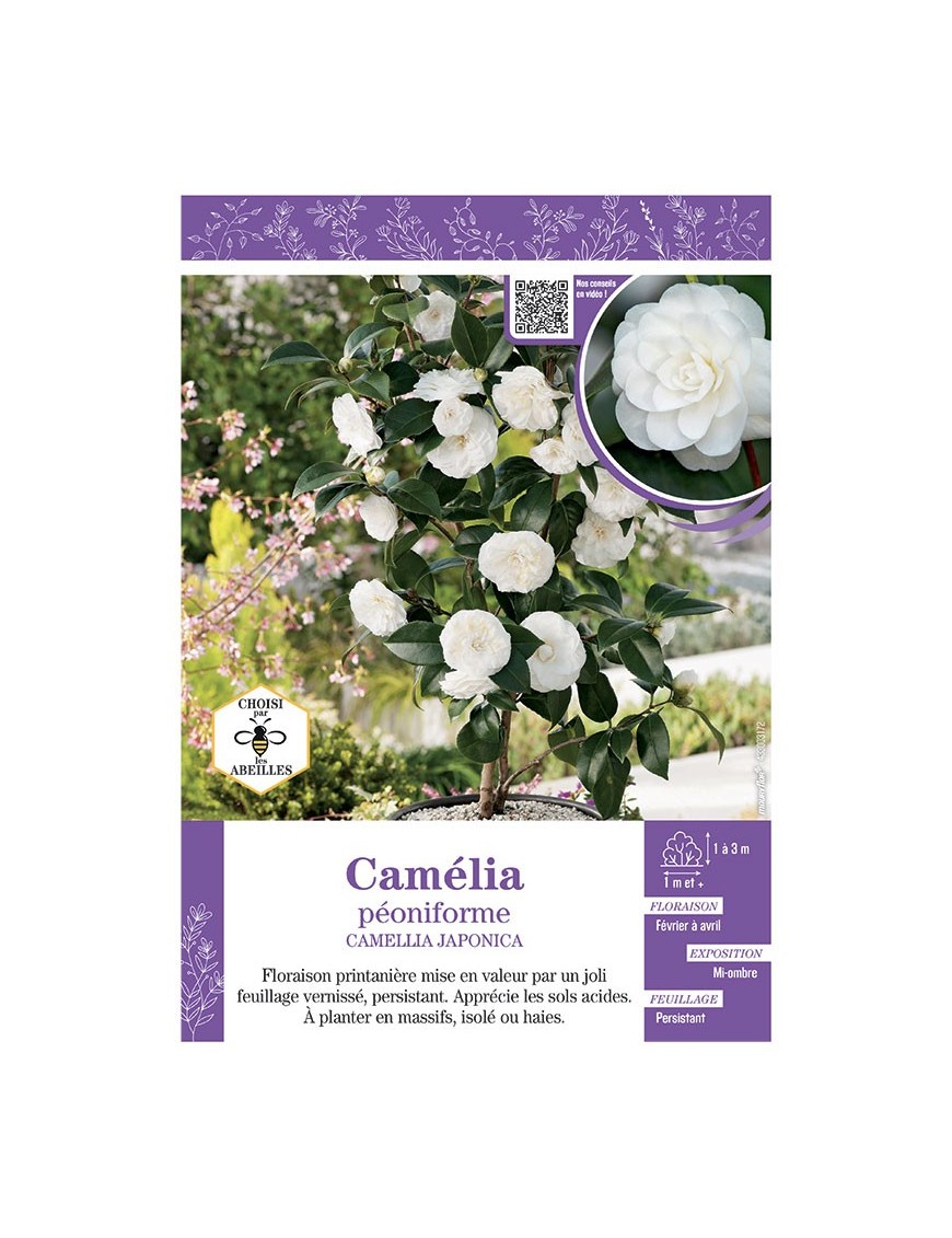 CAMELLIA JAPONICA PEONIFORME (BLANC) voir CAMÉLIA