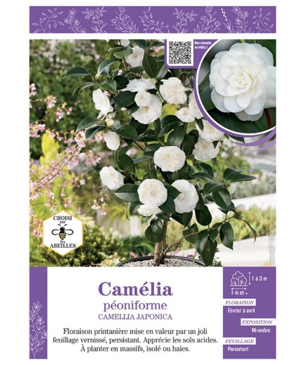 CAMELLIA JAPONICA PEONIFORME (BLANC) voir CAMÉLIA