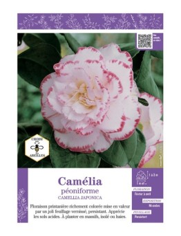 CAMELLIA JAPONICA PEONIFORME (blanc ourlé rose) voir CAMÉLIA
