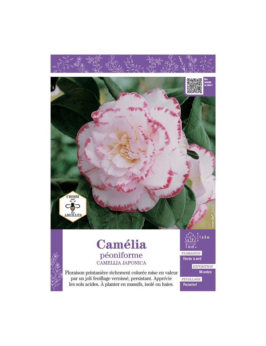CAMELLIA JAPONICA PEONIFORME (blanc ourlé rose) voir CAMÉLIA