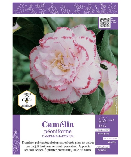 CAMELLIA JAPONICA PEONIFORME (blanc ourlé rose) voir CAMÉLIA