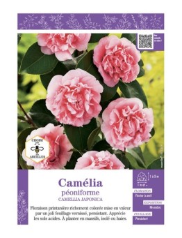 CAMELLIA JAPONICA PEONIFORME (rose) voir CAMÉLIA