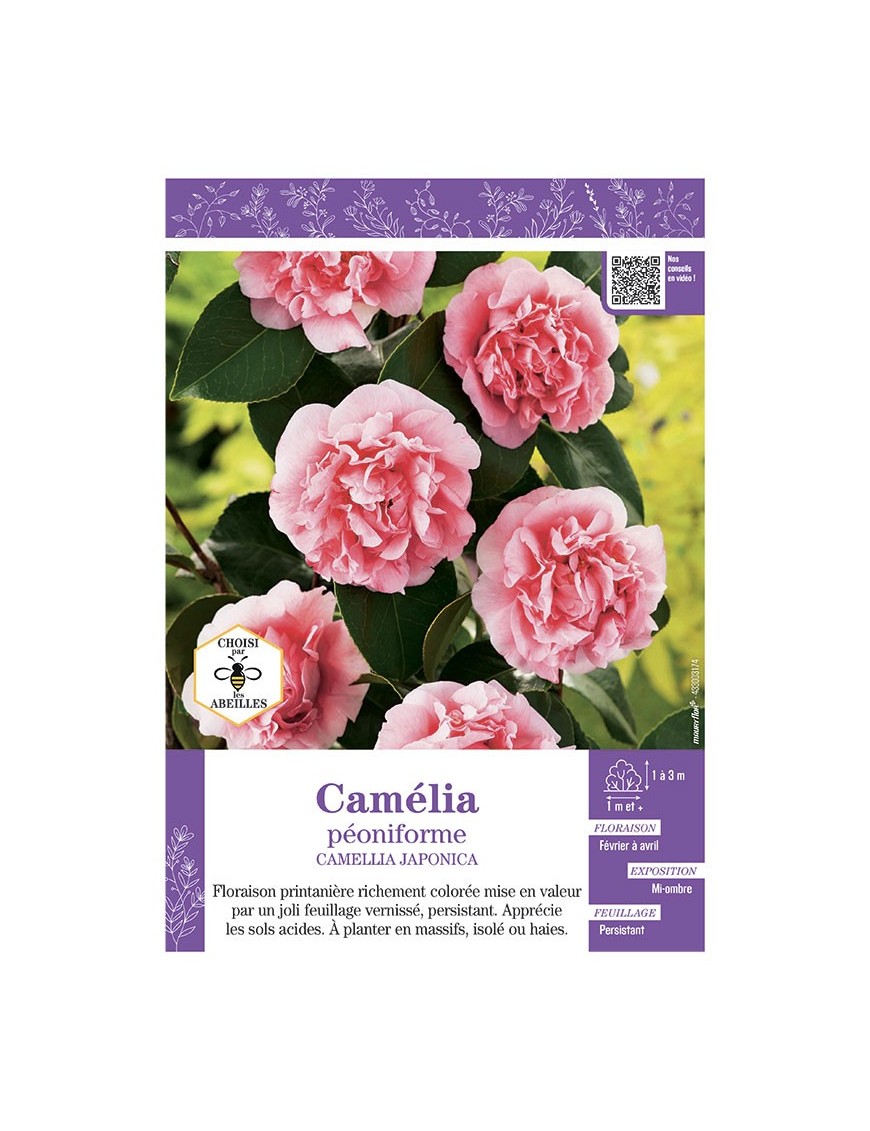 CAMELLIA JAPONICA PEONIFORME (rose) voir CAMÉLIA