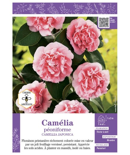 CAMELLIA JAPONICA PEONIFORME (rose) voir CAMÉLIA