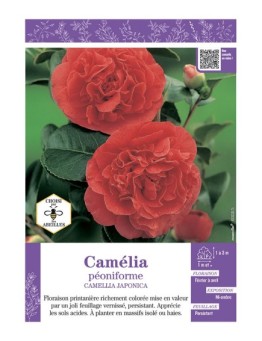 CAMELLIA JAPONICA PEONIFORME (rouge) voir CAMÉLIA