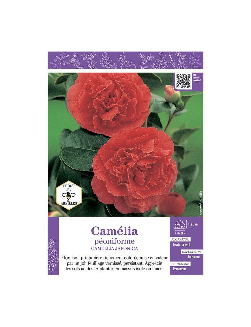 CAMELLIA JAPONICA PEONIFORME (rouge) voir CAMÉLIA