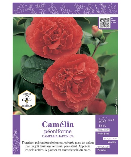 CAMELLIA JAPONICA PEONIFORME (rouge) voir CAMÉLIA
