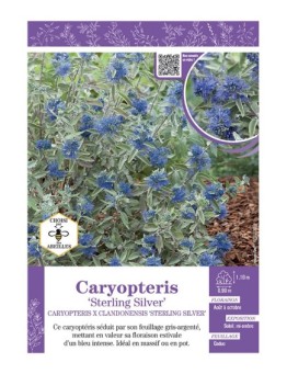 CARYOPTERIS X CLANDONENSIS STERLING SILVER