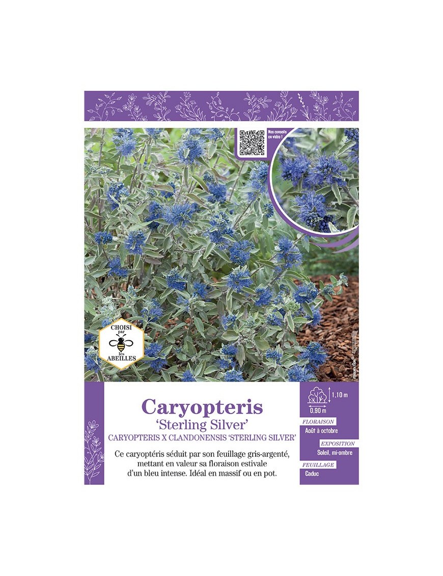 CARYOPTERIS X CLANDONENSIS STERLING SILVER