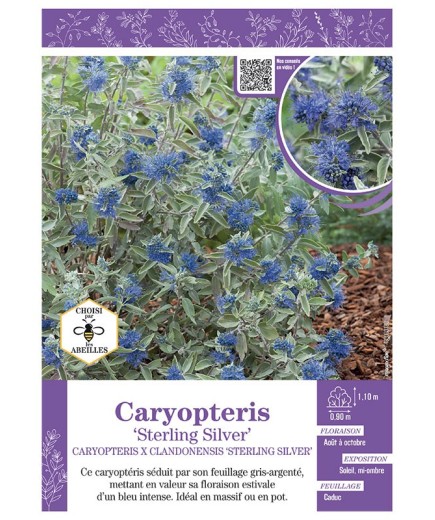 CARYOPTERIS X CLANDONENSIS STERLING SILVER