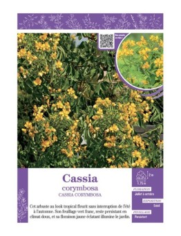 CASSIA CORYMBOSA