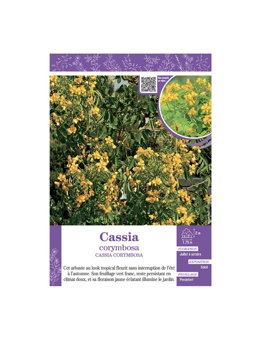 CASSIA CORYMBOSA