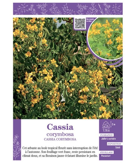 CASSIA CORYMBOSA