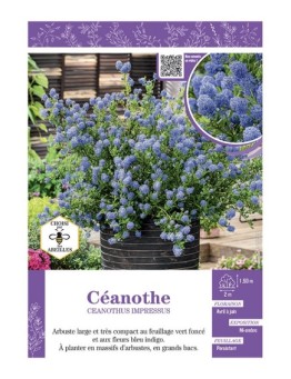 CEANOTHUS IMPRESSUS voir CÉANOTHE