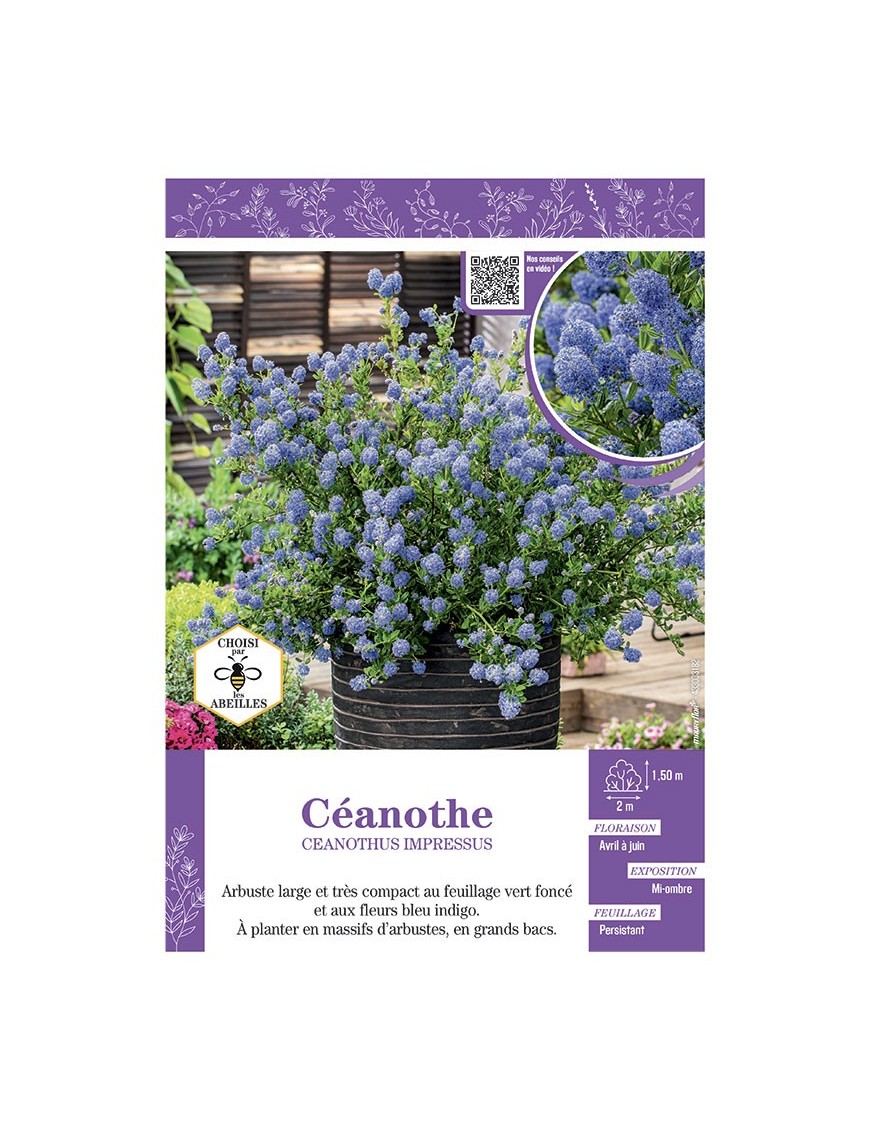 CEANOTHUS IMPRESSUS voir CÉANOTHE