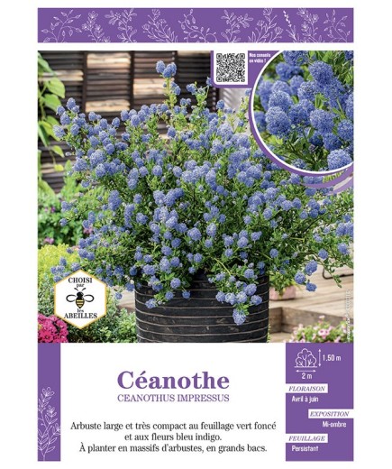 CEANOTHUS IMPRESSUS voir CÉANOTHE