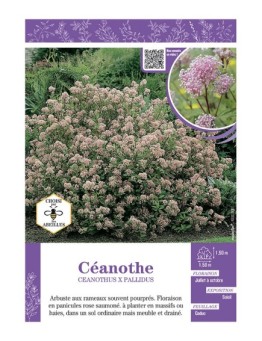 CEANOTHUS X PALLIDUS (rose) voir CÉANOTHE