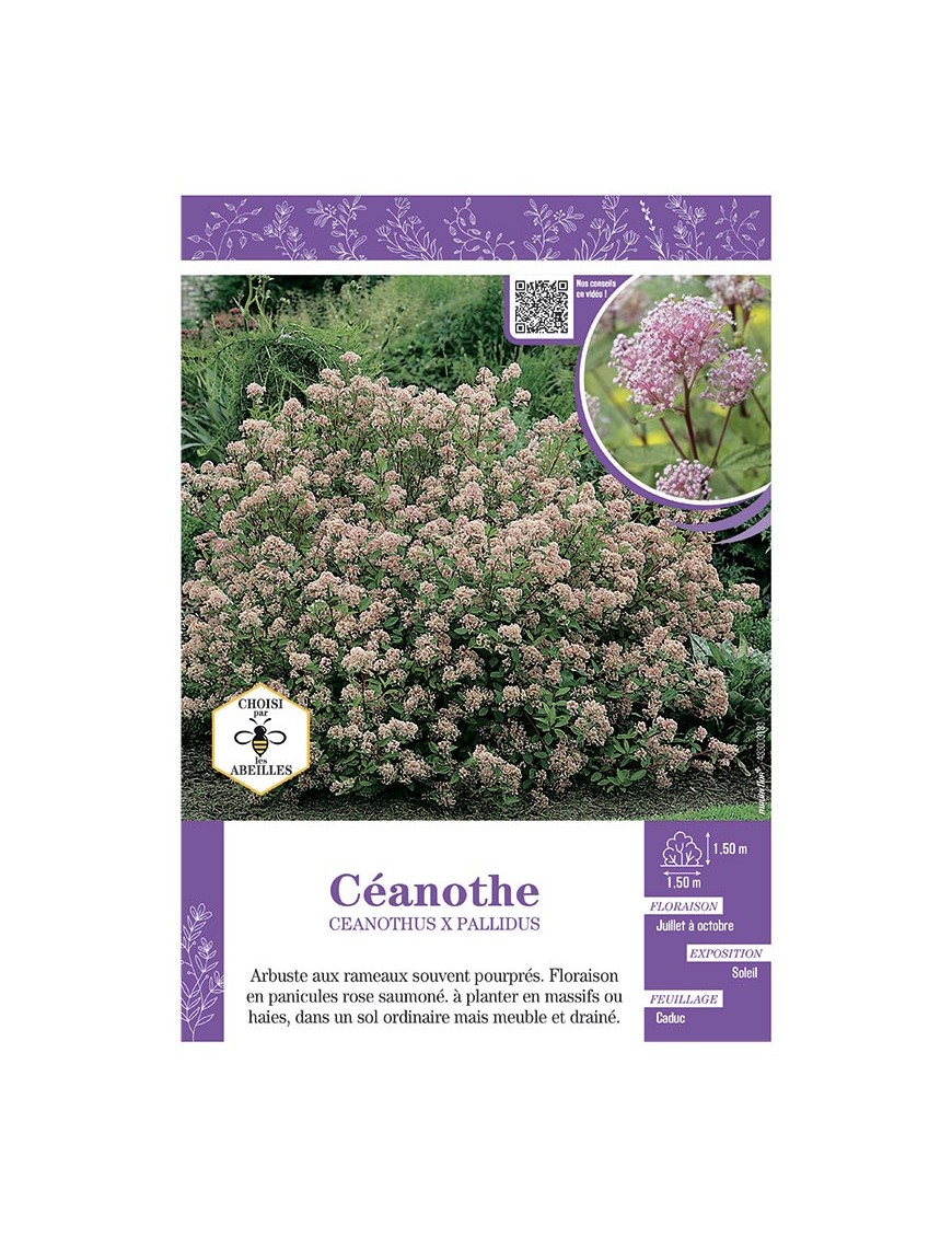 CEANOTHUS X PALLIDUS (rose) voir CÉANOTHE
