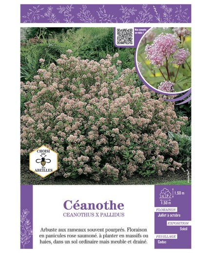 CEANOTHUS X PALLIDUS (rose) voir CÉANOTHE
